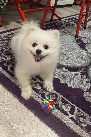 bala it satışı: Şpitz, 1 il, Erkek, Peyvəndli, Ödənişli çatdırılma — 2