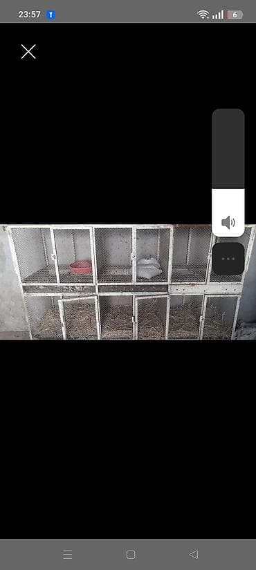 heyvan yemleri: Her curə quş novleri saxlamaq üçün əlverişlidir — 1