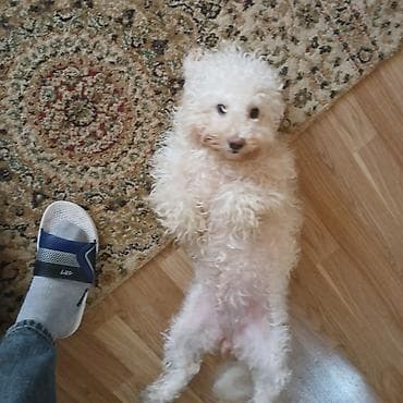 карликовый пудель цена: Пудель — 2