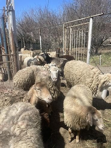 keci aliram: Qoyun və Keçi — təsərrüfat heyvanları - Növ: yerli qoyunlar və uzun — 10