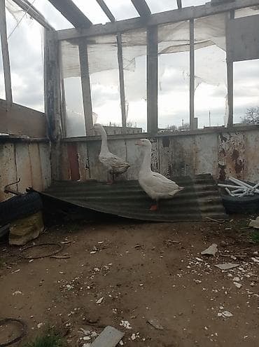 Qazlar: Məhsul: Qaz cütlüyü (2 ədəd) Təsvir: - Ağ rəngli, narıncı dimdik və — 3