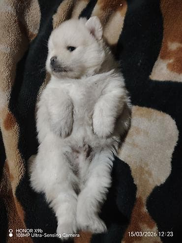 heyvan oyuncaqlari: Şpitz, Peyvəndli — 1