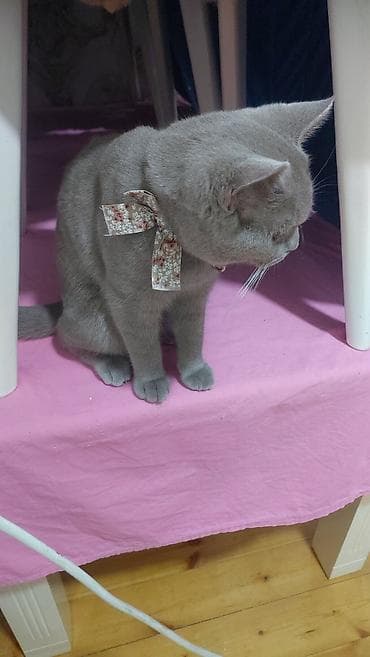 azəri pişik adları: Şotland, Erkək, Yaxşı əllərə, Ödənişli çatdırılma — 3