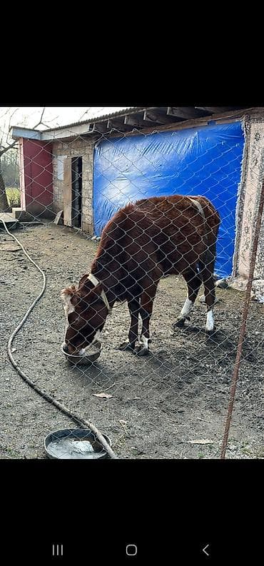ucuz dana: Satılır: Cins dana.şarole,simental,holştyen Xüsusiyyətlər: - Yaş — 5