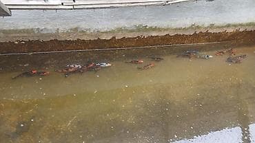 Heyvanlar üçün mallar: Koi, Sülhsevər — 3