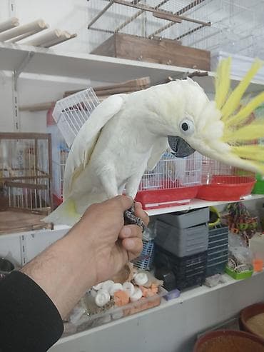 anqut quşu: Dansan kakdu dansir ele gelir isdeyen elaqe saxlaya biler catrilma var — 2