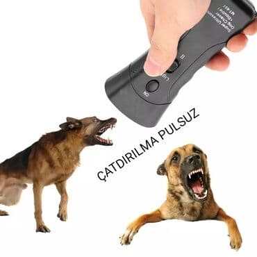 дрессировка собак баку: 1 ay, Erkek, Pulsuz çatdırılma — 1