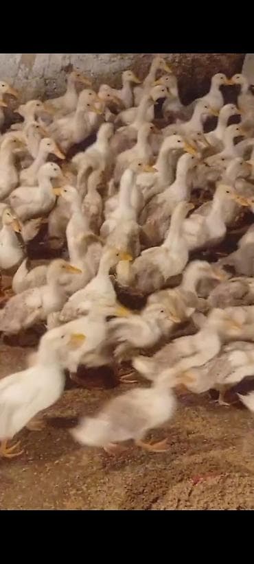 quzu satisi: 40 Gunluk 20 Ədəd Pekin ordəyi varımdı satılır. 1 ədədi 6 Azn satıram — 3