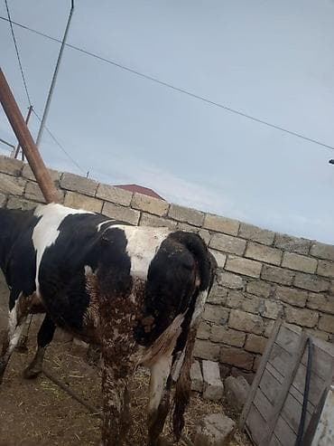 inek simental: Etlik inek — 4