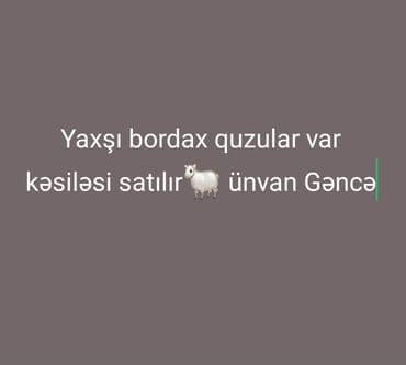 qurbanliq quzular: Məhsul: Bordax quzular Təsvir: Kəsim üçün bordax quzular mövcuddur — 1