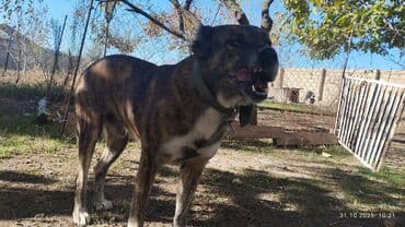 it ucun zəncir: İt – böyük cüssəli, qısa tüklü, tünd-qəhvəyi/brindle rəngdə. Aşağıdakı — 1