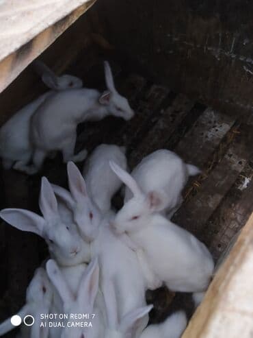 dovşan qiymətləri: Ağ albinos dovşanlar – eyni yuvalamadan olan bir neçə baş. 8 ildir — 4