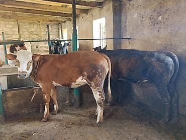 simmental inək cinsi: Dana, buzov, Dişi, Simental, ay: 11, 120 kq, Damazlıq, Ünvandan götürmə — 1