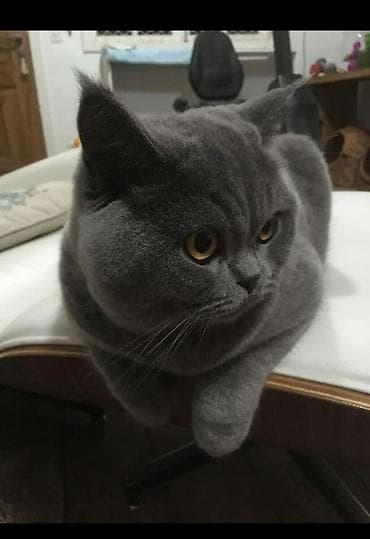 zvanok iti satilir: Britan, Dişi, Yaxşı əllərə, Ödənişli çatdırılma — 1