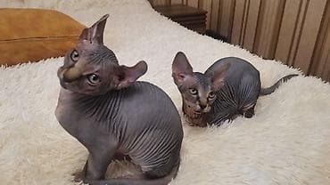 Sfinks, Erkək, Ünvandan götürmə — 10