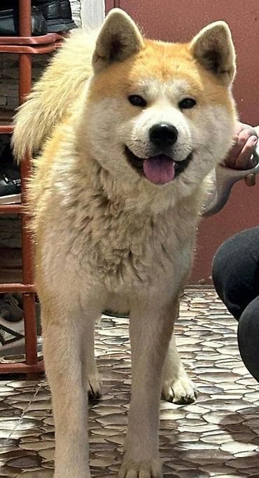 Akita-inu