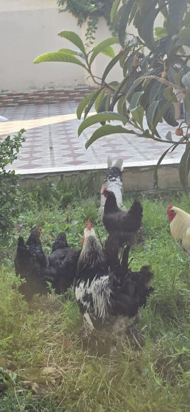 брама жужалари: Toyuq, Brama, Damazlıq — 3