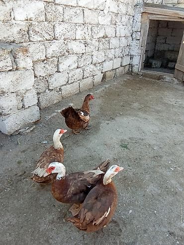 it adlari oglan: 3 dene dışı kirasnadar 1 erkey 1 erkey zumurut bir dişi fere qara — 1