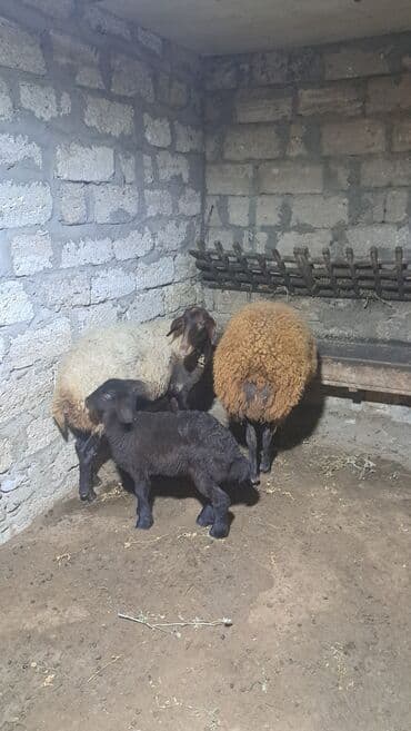 ari ailesi satisi: Dişi, Qala, il: 1, 90 kq, Damazlıq — 4