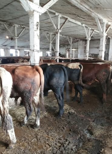 Akvariumlar: Erkək, il: 1, Damazlıq, Pulsuz çatdırılma — 1