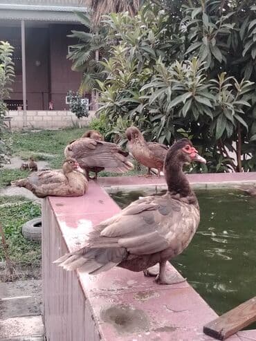 cucə və xoruz təmsil: Muscovy ördəkləri Qirmizi Oküz kimi tanınır Krasnadar sortu qəhvəyi — 2