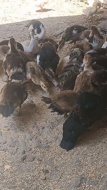 satılan atlar: Salam sort lala ördək balaları satılır q öküz . valanda . zumrudu — 3
