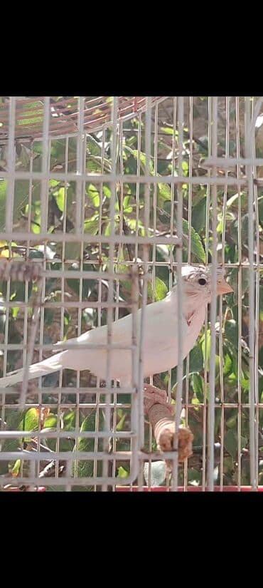 хары бюльбюль купить: Erkək quşlar satılır — 1