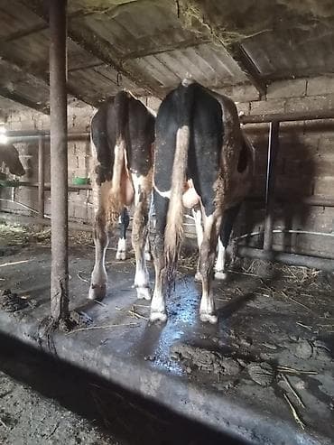 erkey quzu: Erkək, il: 1, 170 kq, Damazlıq, Ətlik, Ünvandan götürmə, Pulsuz çatdırılma — 1