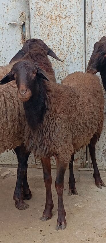 ot satılır: Salam ünvan Bakıin maştağa kendi obşi 3 baş heyvanlar 1 baş qoç 2 — 6