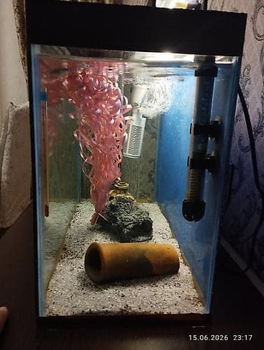 akvarium baligi: Dördbucaq akvarium, Balıqlarla birlikdə, 40 l, Ünvandan götürmə — 4