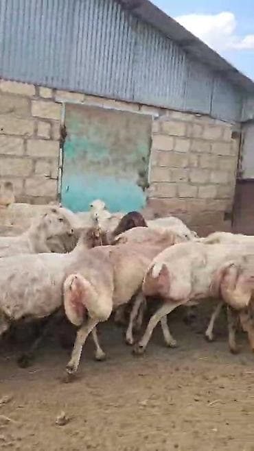 ala it: Dişi, il: 1, Damazlıq, Pulsuz çatdırılma — 6