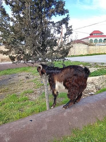 akvarium 120 cm: Satılır – Erkək keçi - Cins: uzunsaçlı, qara-qonur-ağ rəng qarışıq - — 5