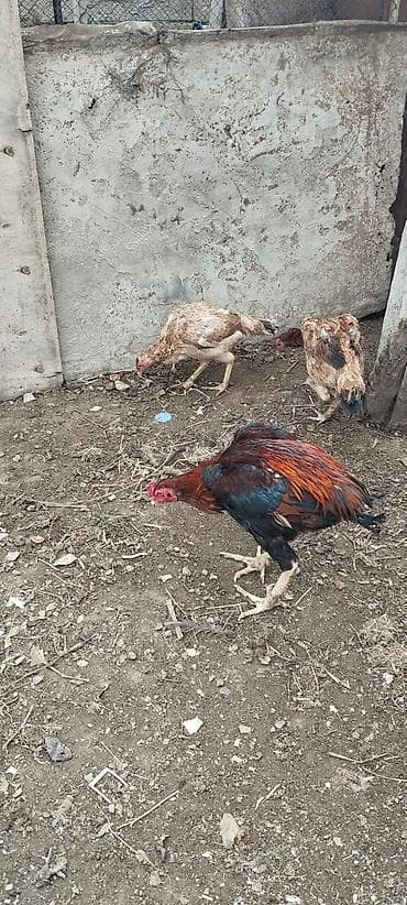 çin aslani: Toyuq, Damazlıq — 2