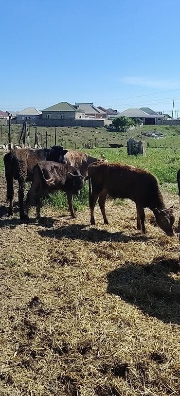 Dana, buzov, Erkək, ay: 1, 80 kq, Ünvandan götürmə lalafo.az -da Dana, buzov, Erkək, ay: 1, 80 kq, Ünvandan götürmə