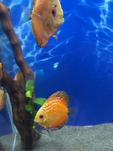 Pişiklər: Diskus, Sülhsevər — 2