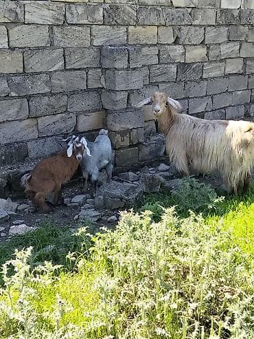 cins keçilər: Ekiz bala bir dişi biri erkeydi helebden düşmə kecilerdir ana 3 — 5