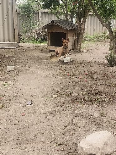 pisik sekilleri: Pitbul, 1 il, Dişi — 3