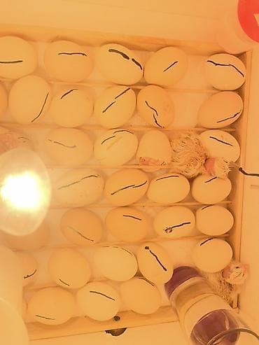 Toyuq cücələri, Ətlik