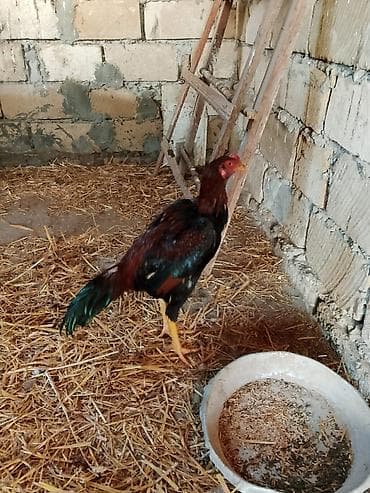 Tam sağlam vaksin olunub pon-pon cinsi toyuq xoruz heyratı atası lalafo.az -da Tam sağlam vaksin olunub pon-pon cinsi toyuq xoruz heyratı atası