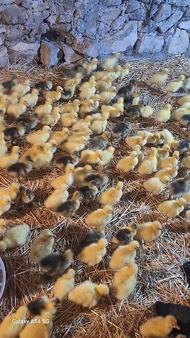 Məhsul: Qaz balaları linda kuban Təsvir: - Təsərrüfat şəraitində