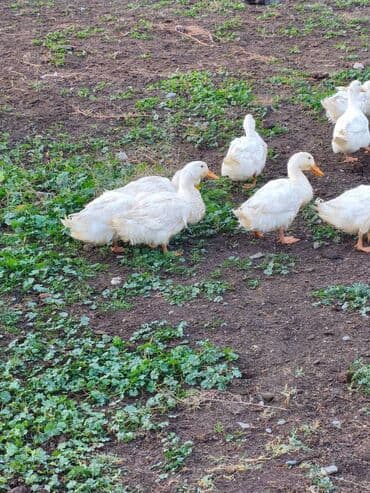 Gəmiricilər: Sağlamdır — 1