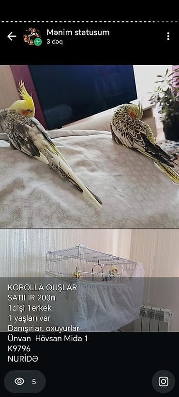 şirin it sekilleri: Məhsul: Korella (cockatiel) quşları – 1 dişi, 1 erkək Yaş: 1 yaş — 1