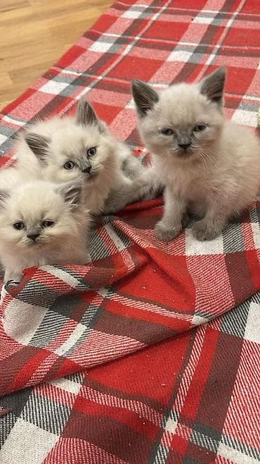 pişik pers: Şirin bala pişiklər Xüsusiyyətlər: - Uzun və çox yumşaq tüklü - Mavi — 5