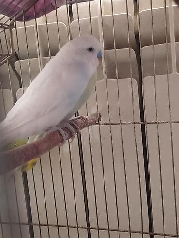 bala dana: 3 cüt tergitme tutuqusulardir 1 cüt altı balalidir 3 balasi var — 8