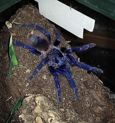 qurd satisi: Mexican Red Rump tarantula (Tliltocatl vagans) ve pterinopelma — 3
