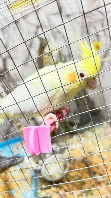 heyvanlara verilen xususi adlar: 6 ) ayin quşudu Xüsusiyyətlər: Növ: Nimfa (Cockatiel) – sarı lutinio — 2