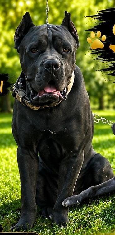 puldur: Kane-Korso, 2 il, Erkek, Cütləşmə üçün — 2