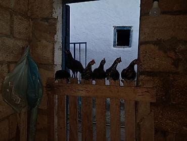 Toyuqlar: Yapon ka fərə xoruz satlır Təsvir: - Şəkillərdə xırda cinsə aid bir — 3