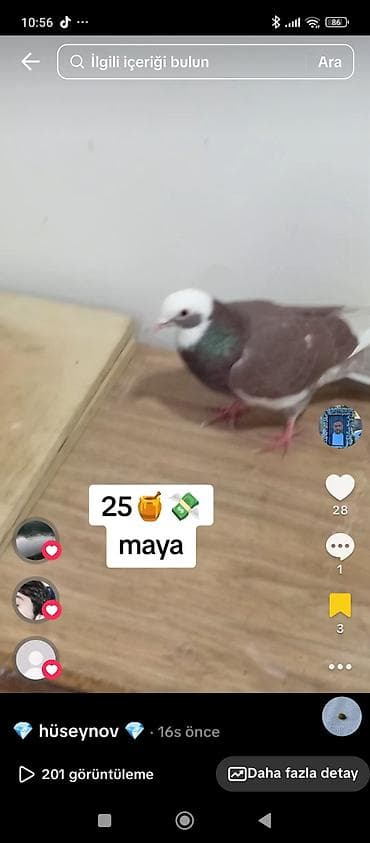 Göyərçinlər: Məhsul: Evdar göyərçin (bəyaz başlı, qəhvəyi-bədənli, quyruğu ağ) - — 1