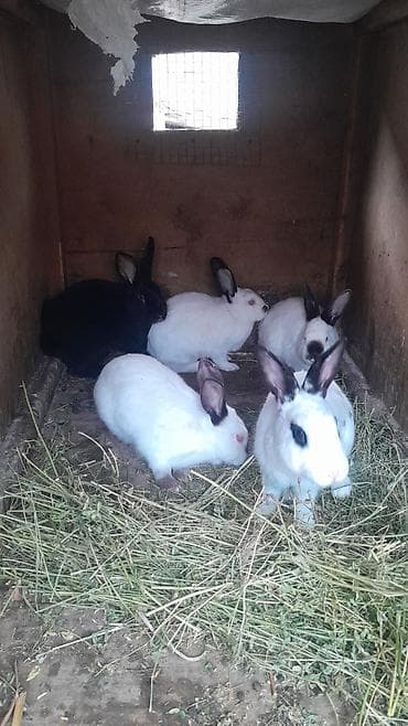 depo gold instagram: Cins dovşanlar – dekorativ və çoxalma üçün - Şəkillərdə bir neçə baş — 2